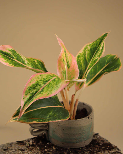Aglaonema Lipstick pink