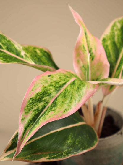 Aglaonema Lipstick pink