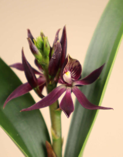 Guarechea Miva Etoile Noire ‘Black Comet’