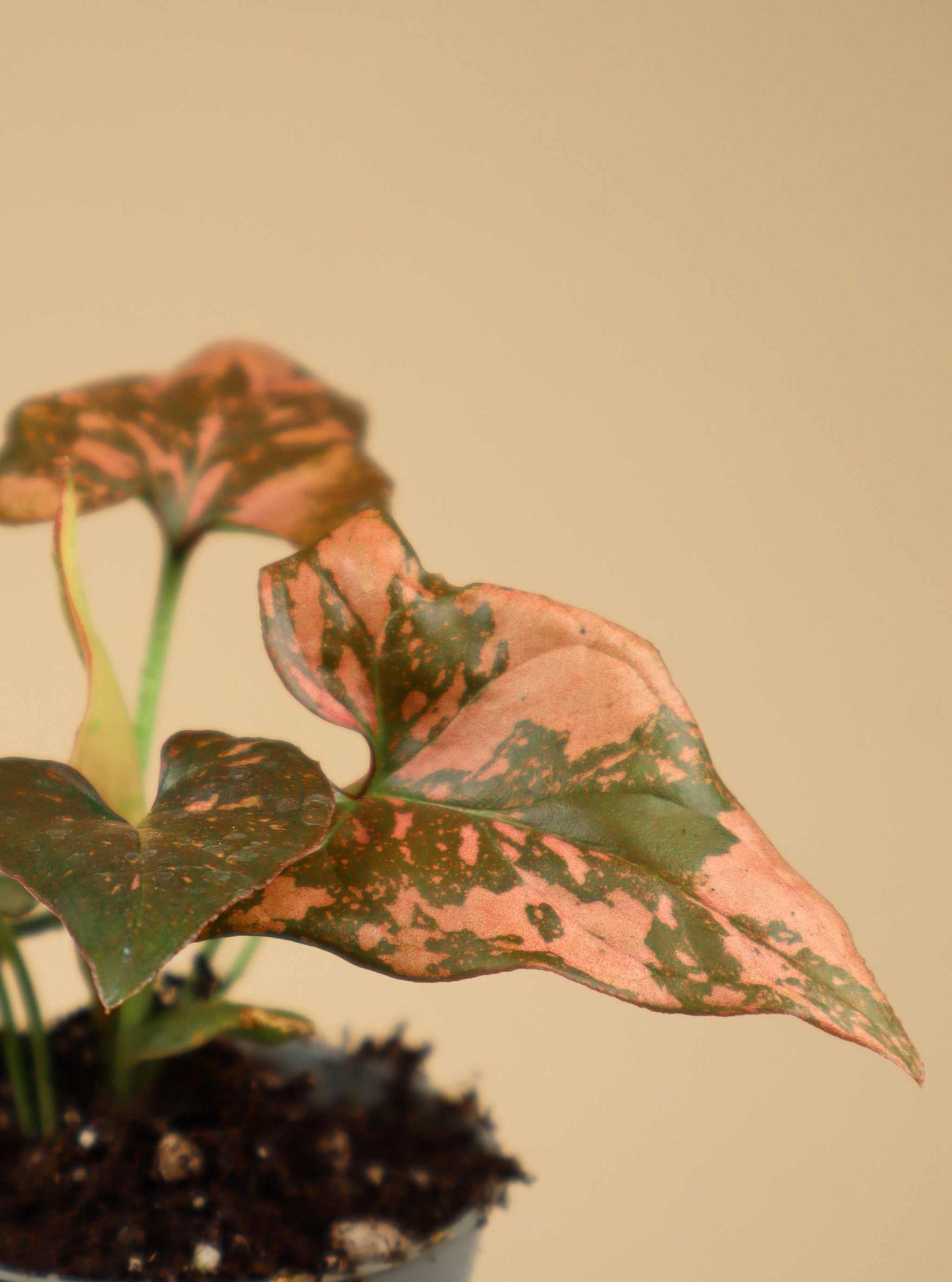 Syngonium podophyllum 'Pink Splash'