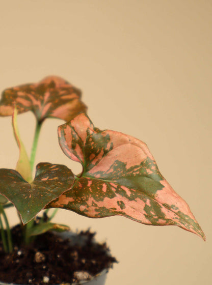 Syngonium podophyllum 'Pink Splash'