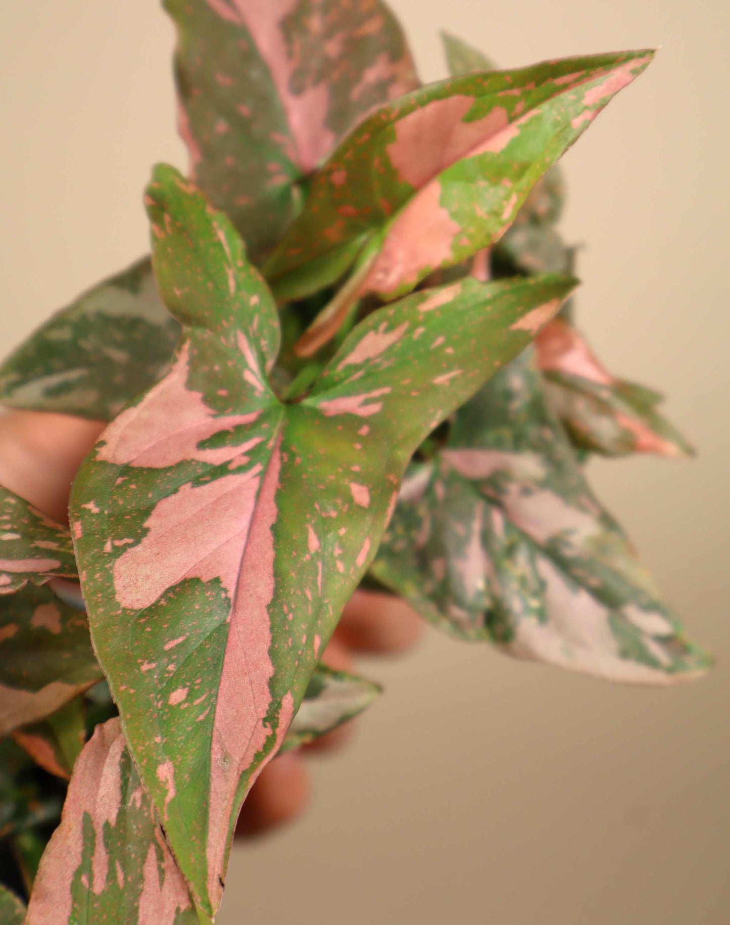 Syngonium podophyllum 'Pink Splash'
