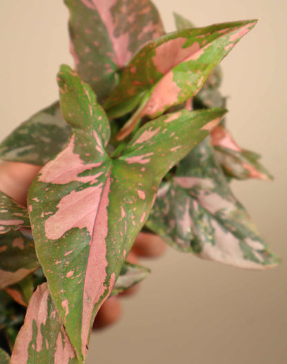 Syngonium podophyllum 'Pink Splash'