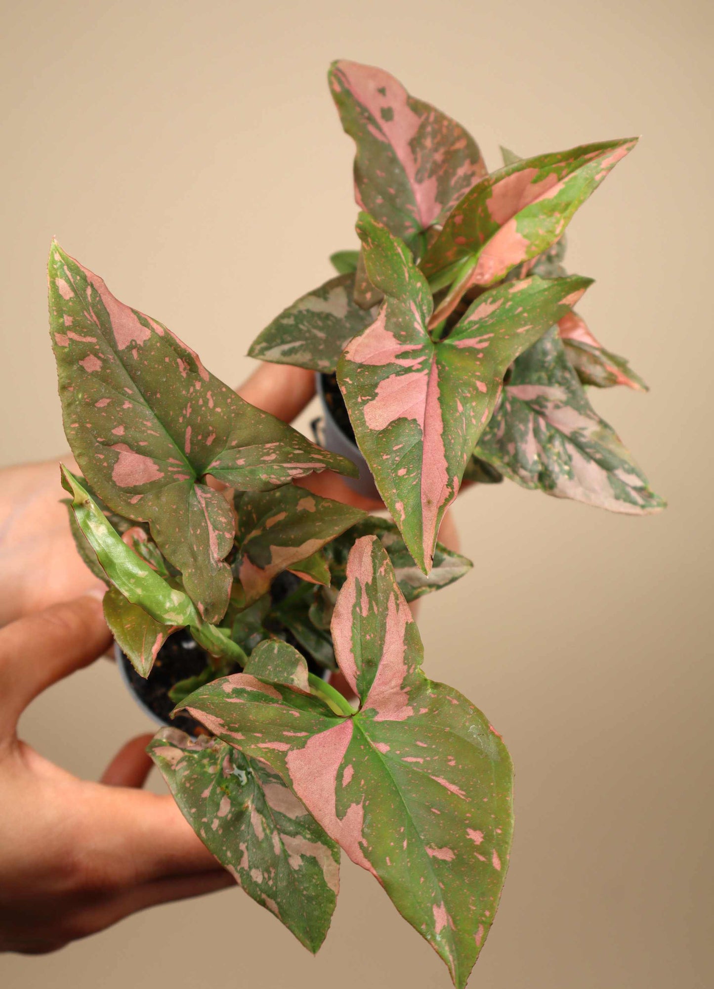 Syngonium podophyllum 'Pink Splash'