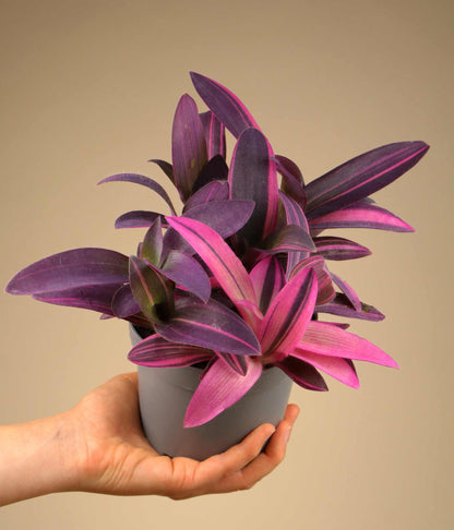 Tradescantia pallida 'Pink Stripe'