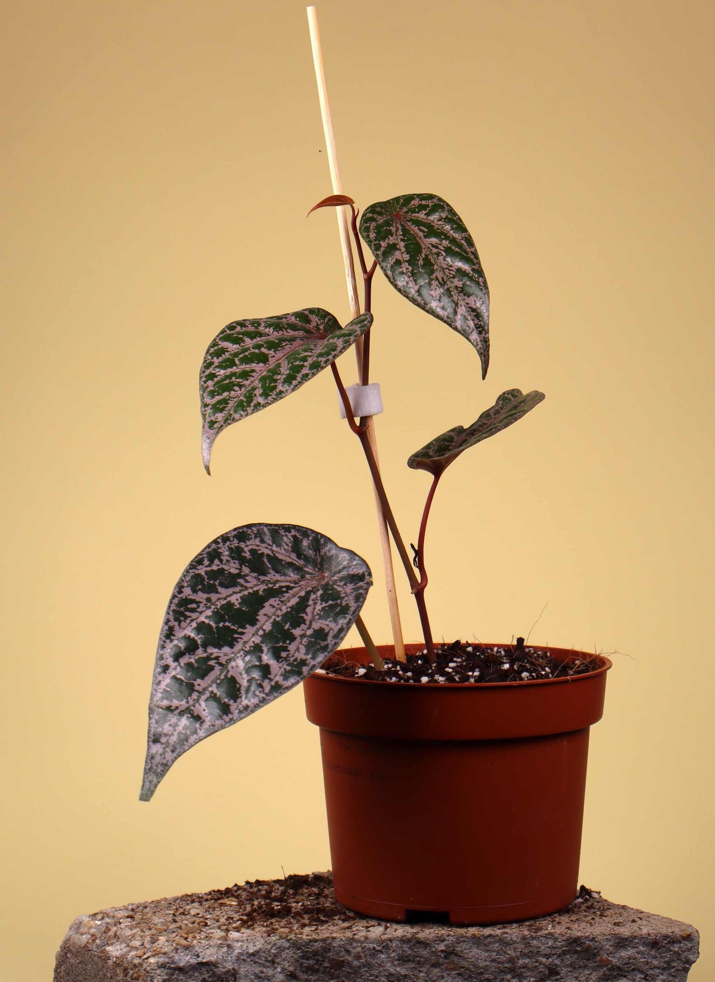 Piper ornatum