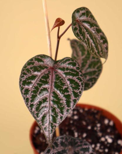 Piper ornatum