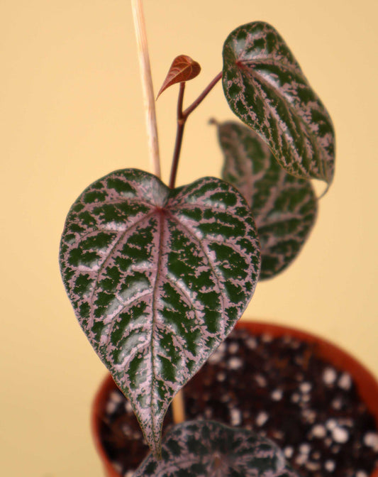 Piper ornatum