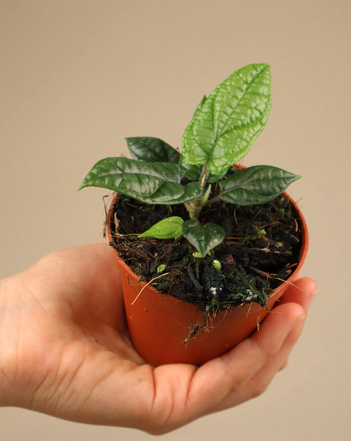 Piper parmatum