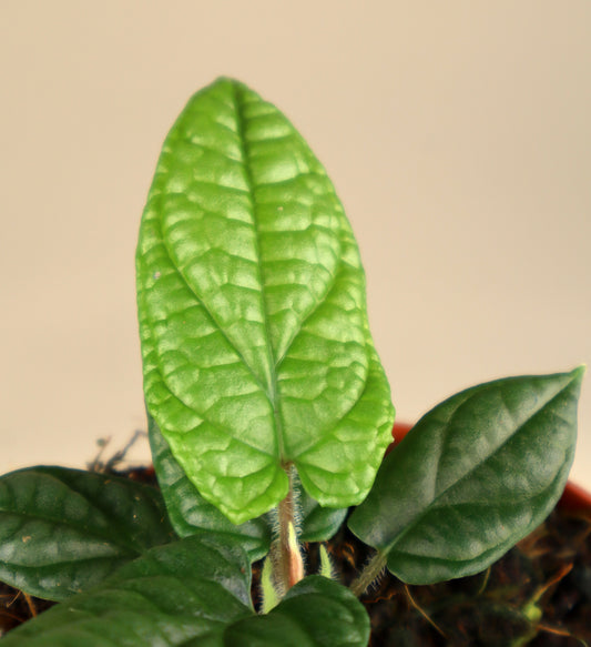 Piper parmatum