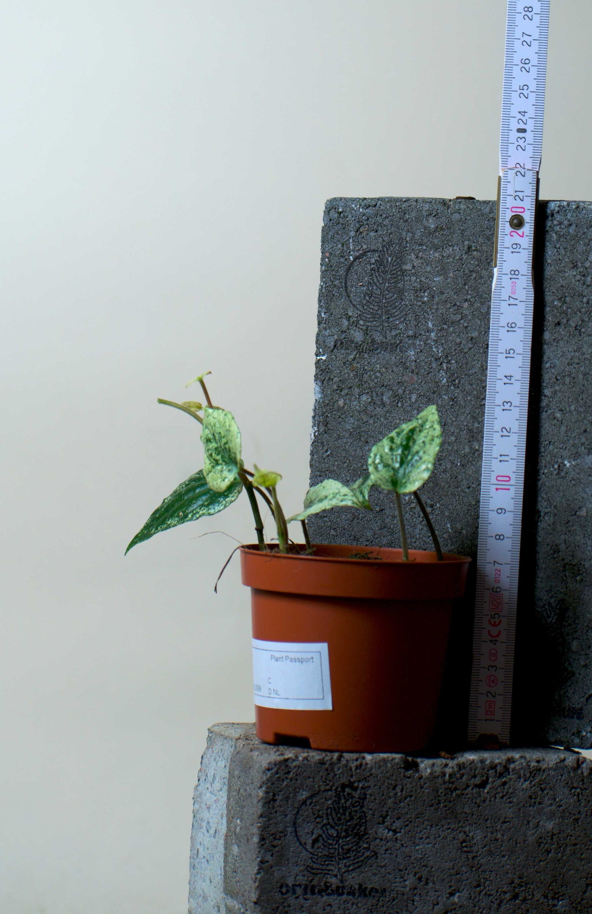 Piper sylvaticum variegata (variegerad peppar)