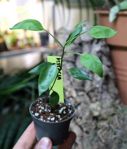 Pistacia vera | Pistaschträd