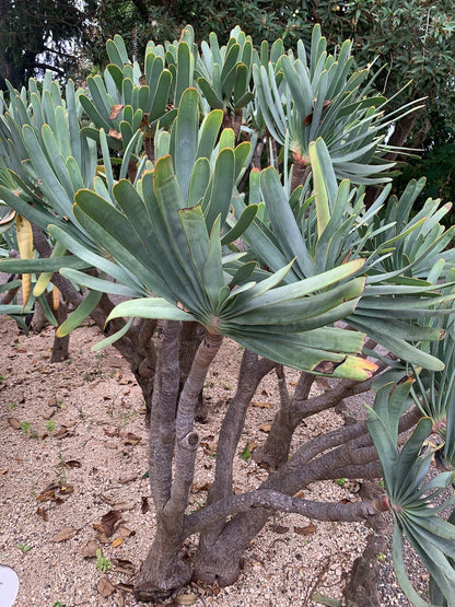 Aloe plicatilis