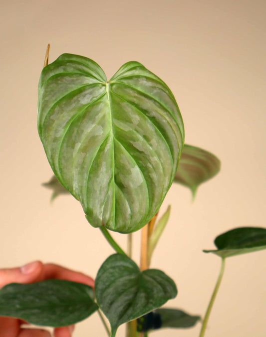 Philodendron 'Majestic' (P. sodoroi x P. verrucosum)