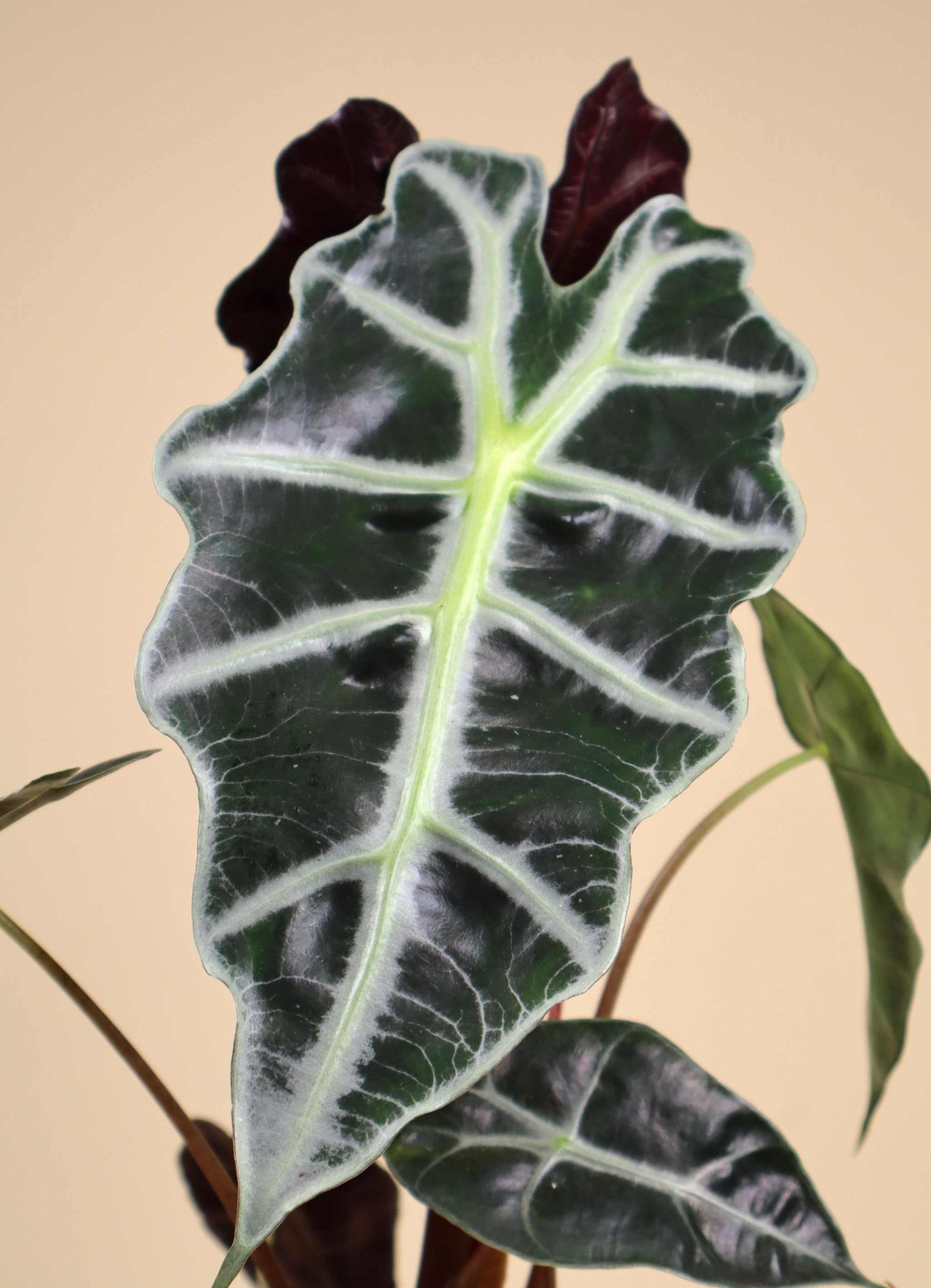 Alocasia 'Polly'