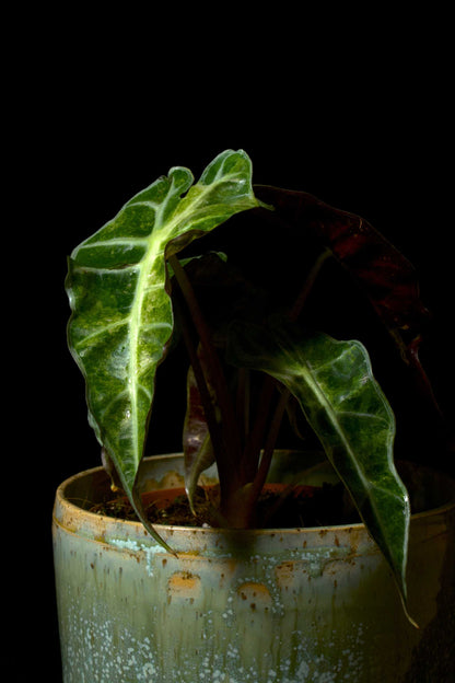 Alocasia Polly Aurea Variegata