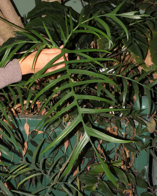 Philodendron polypodioides