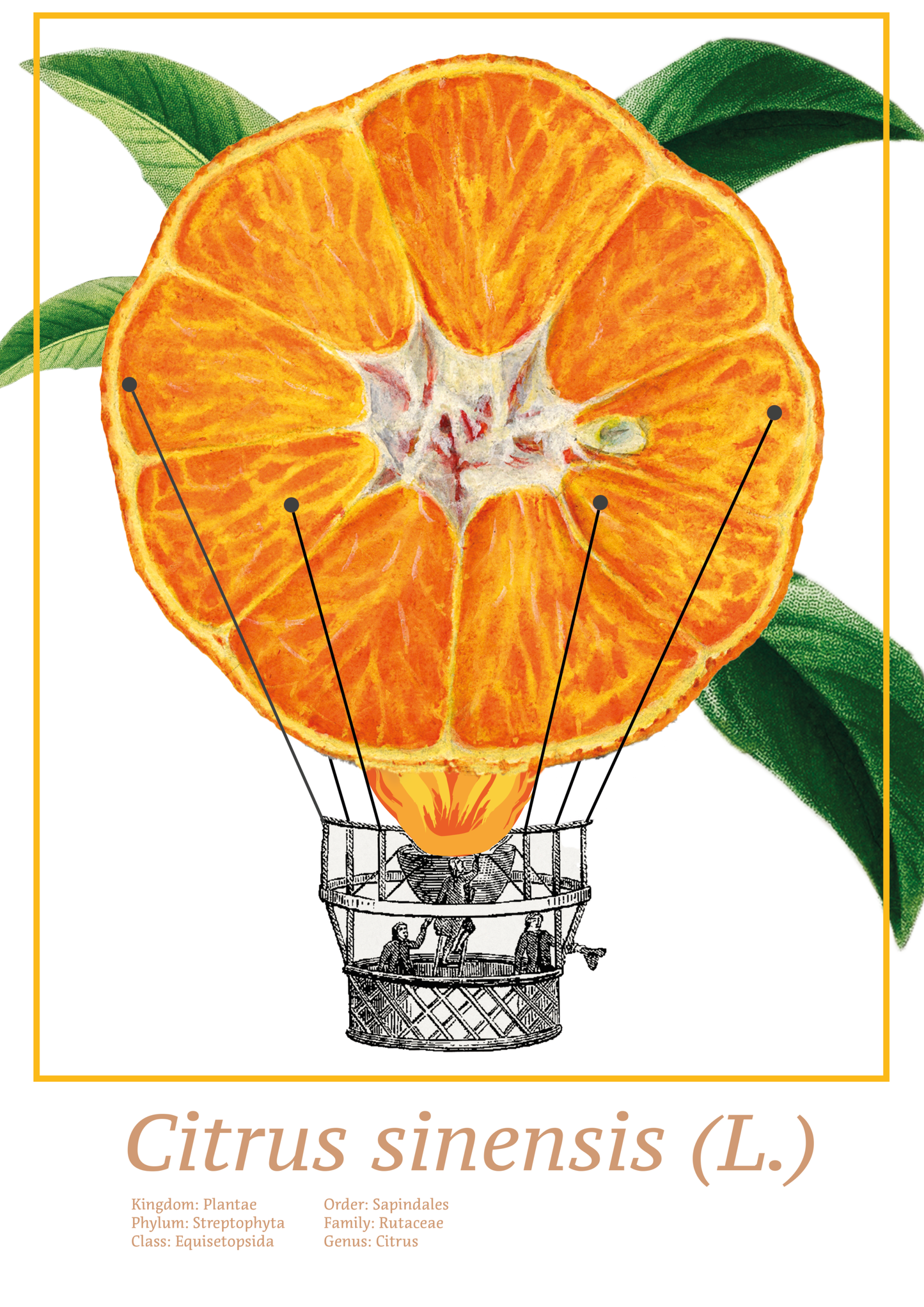 Poster | 'To Greece for oranges'
