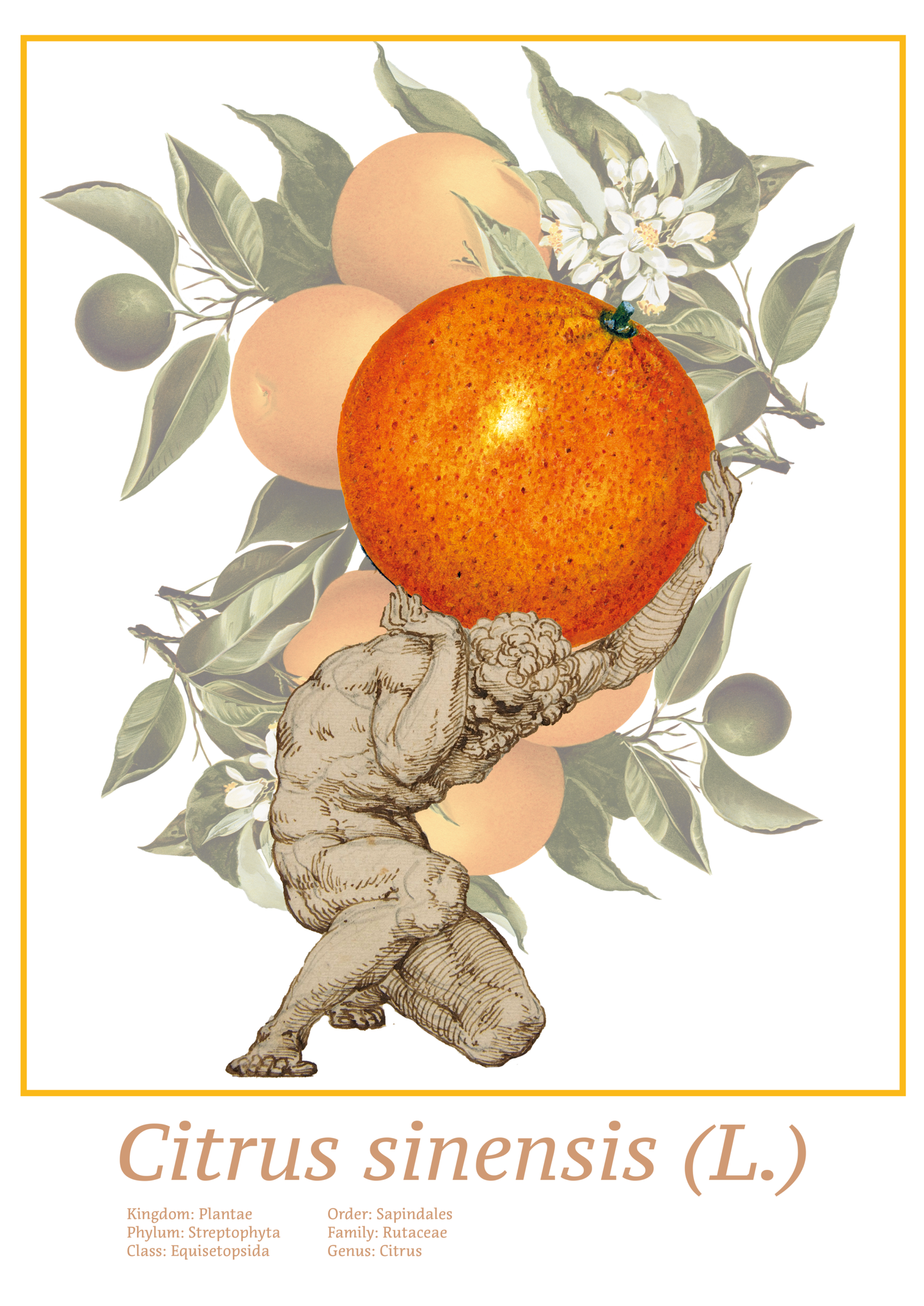 Poster | 'To Greece for oranges'