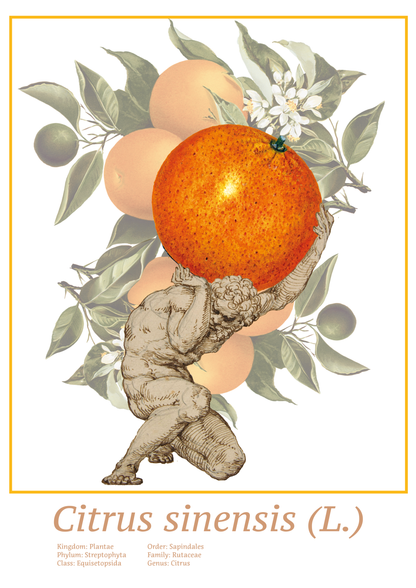 Poster | 'To Greece for oranges'