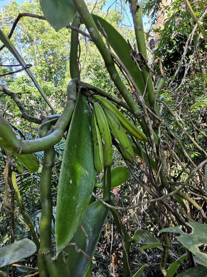 Vanilla pompona | västindisk vanilj