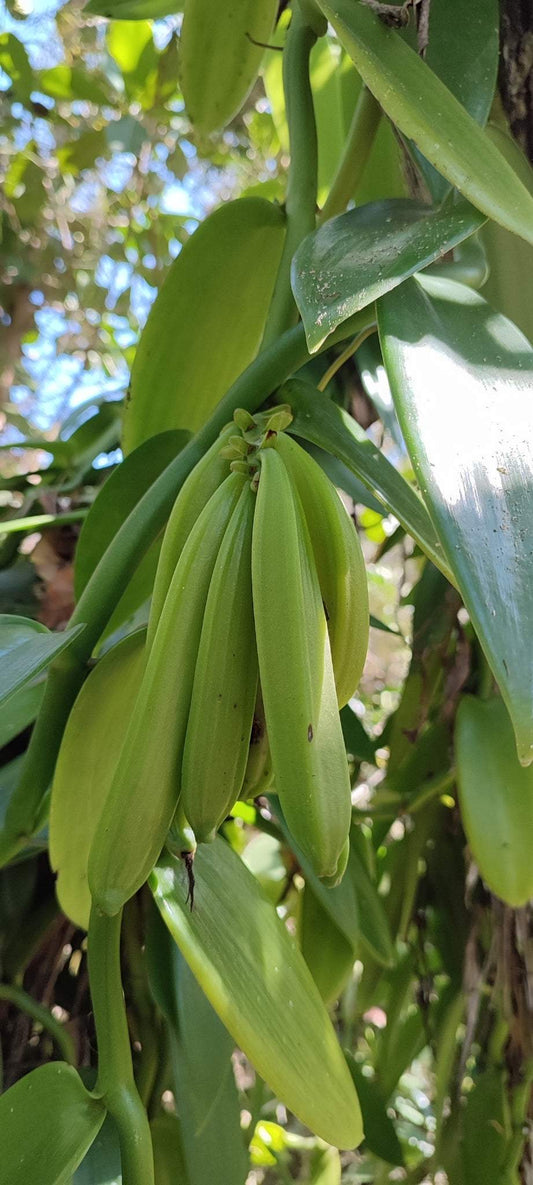 Vanilla pompona | västindisk vanilj