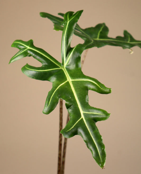 Alocasia portei