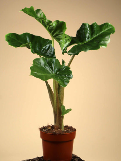 Alocasia 'low rider' (Alocasia odora x Alocasia portei)
