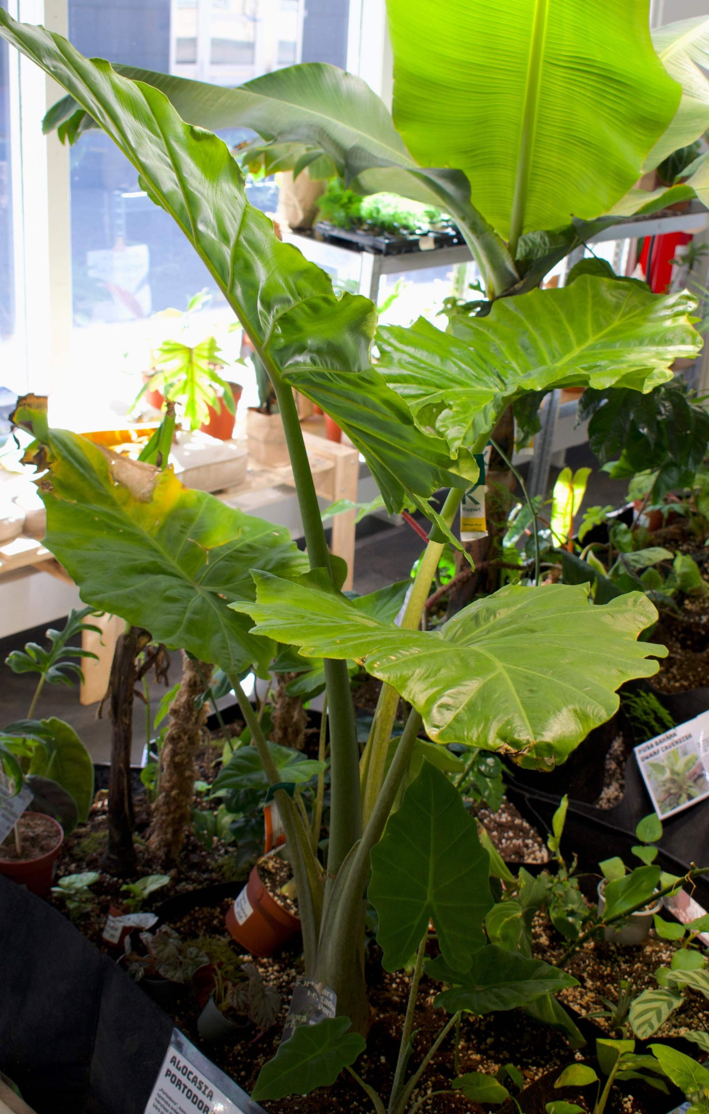 Alocasia 'portodora' (Alocasia odora x Alocasia portei)