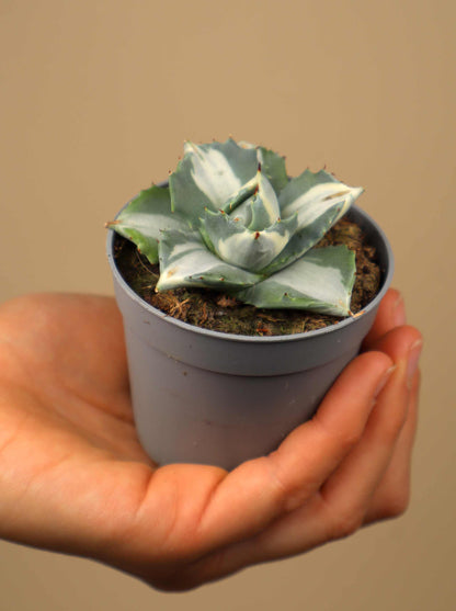 Agave potatorum cv. Shoji-Raijin | Mezcal Agave
