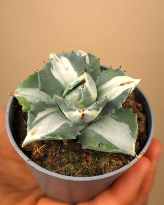 Agave potatorum (Tequila mezcal Agave)