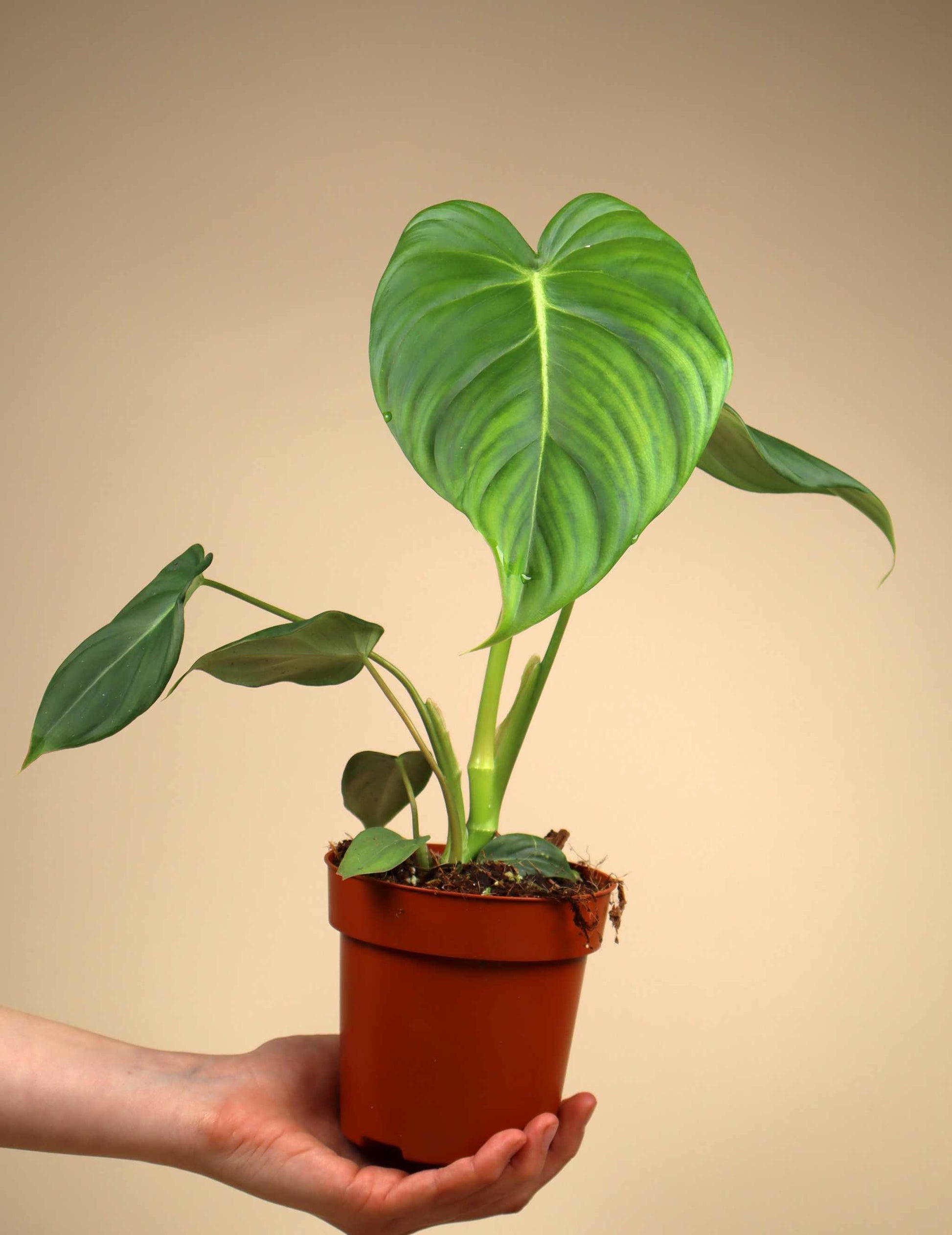 buy philodendron pastazanum Philodendron Pastazanum | Buy Green Plants Online