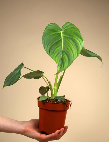 Philodendron pastazanum