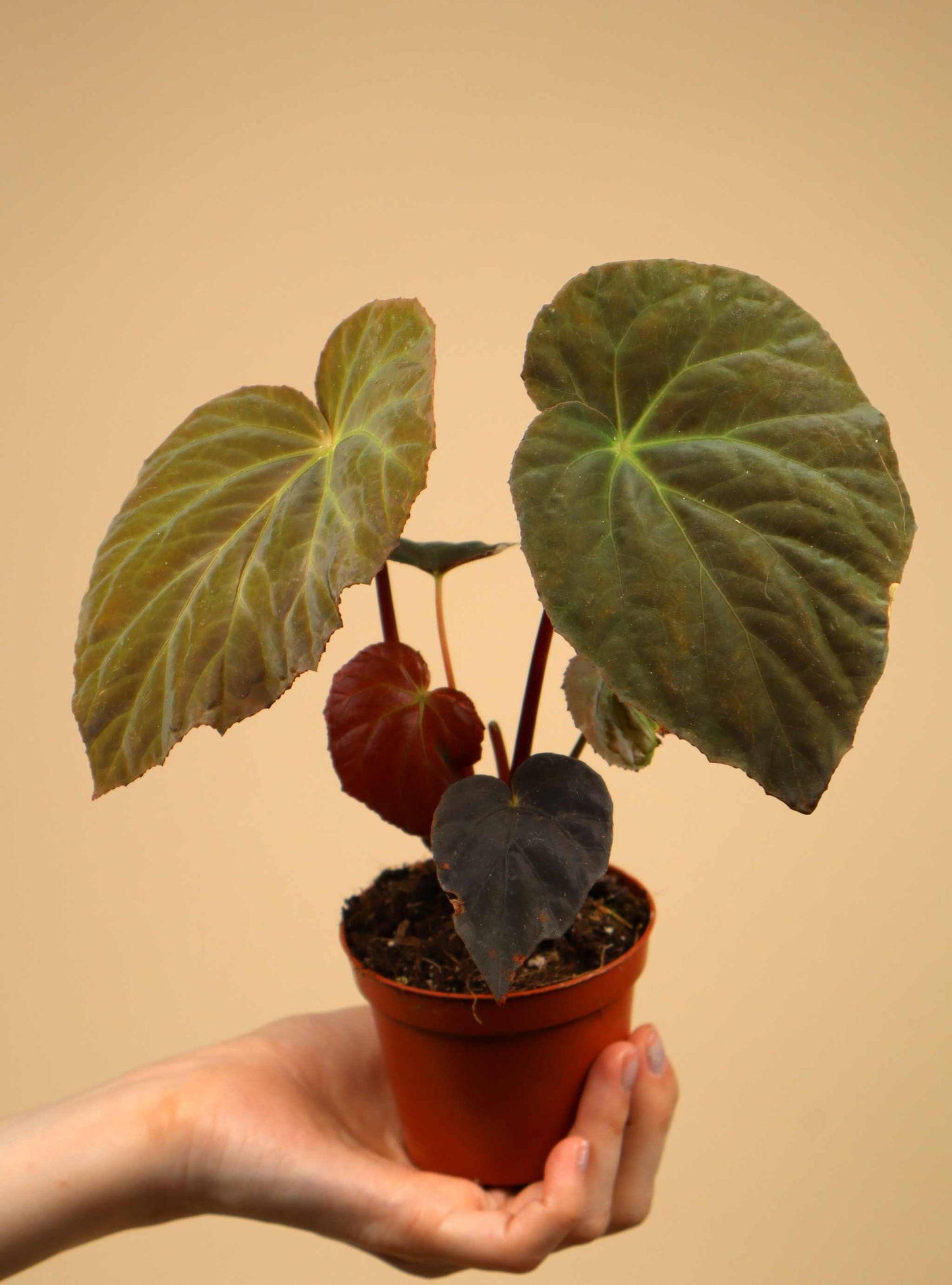 Begonia pavonina