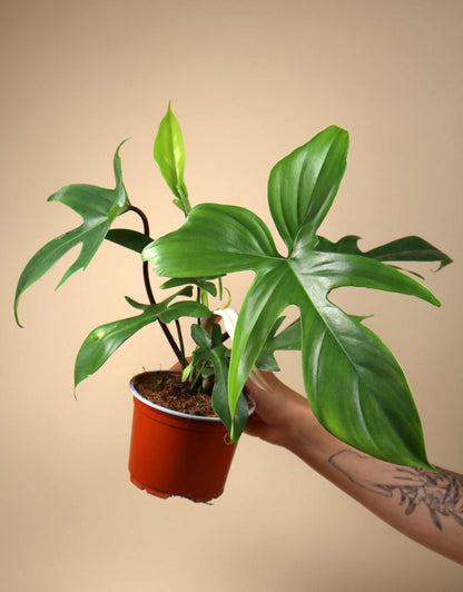 Philodendron pedatum