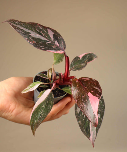Philodendron 'Pink Princess Marble' 