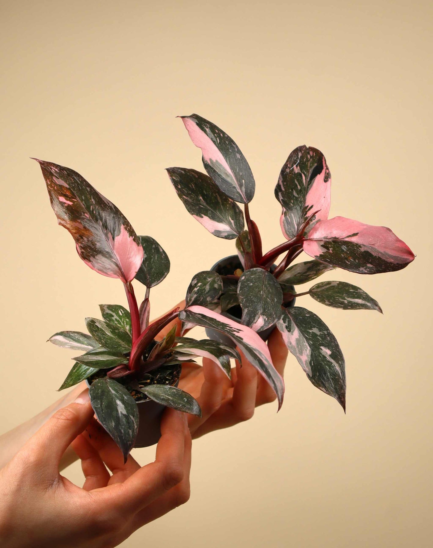 Philodendron 'Pink Princess Marble' 