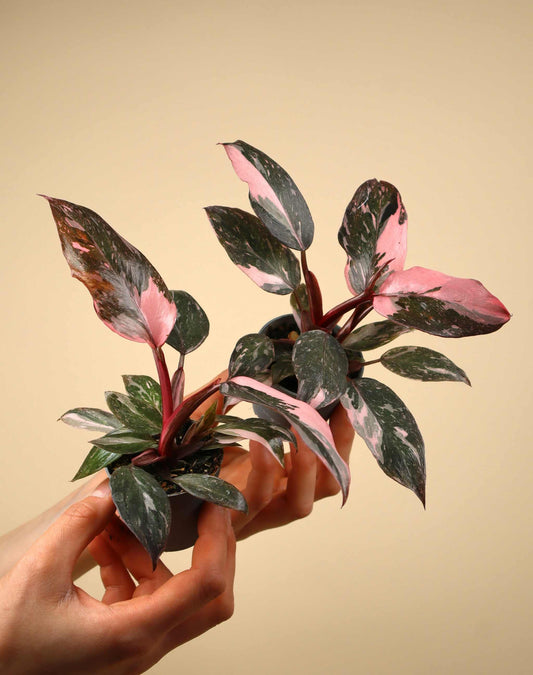 Philodendron 'Pink Princess Marble'