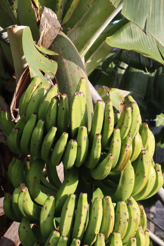 Bananenpflanze 'Musa Dwarf Cavendish' essbar