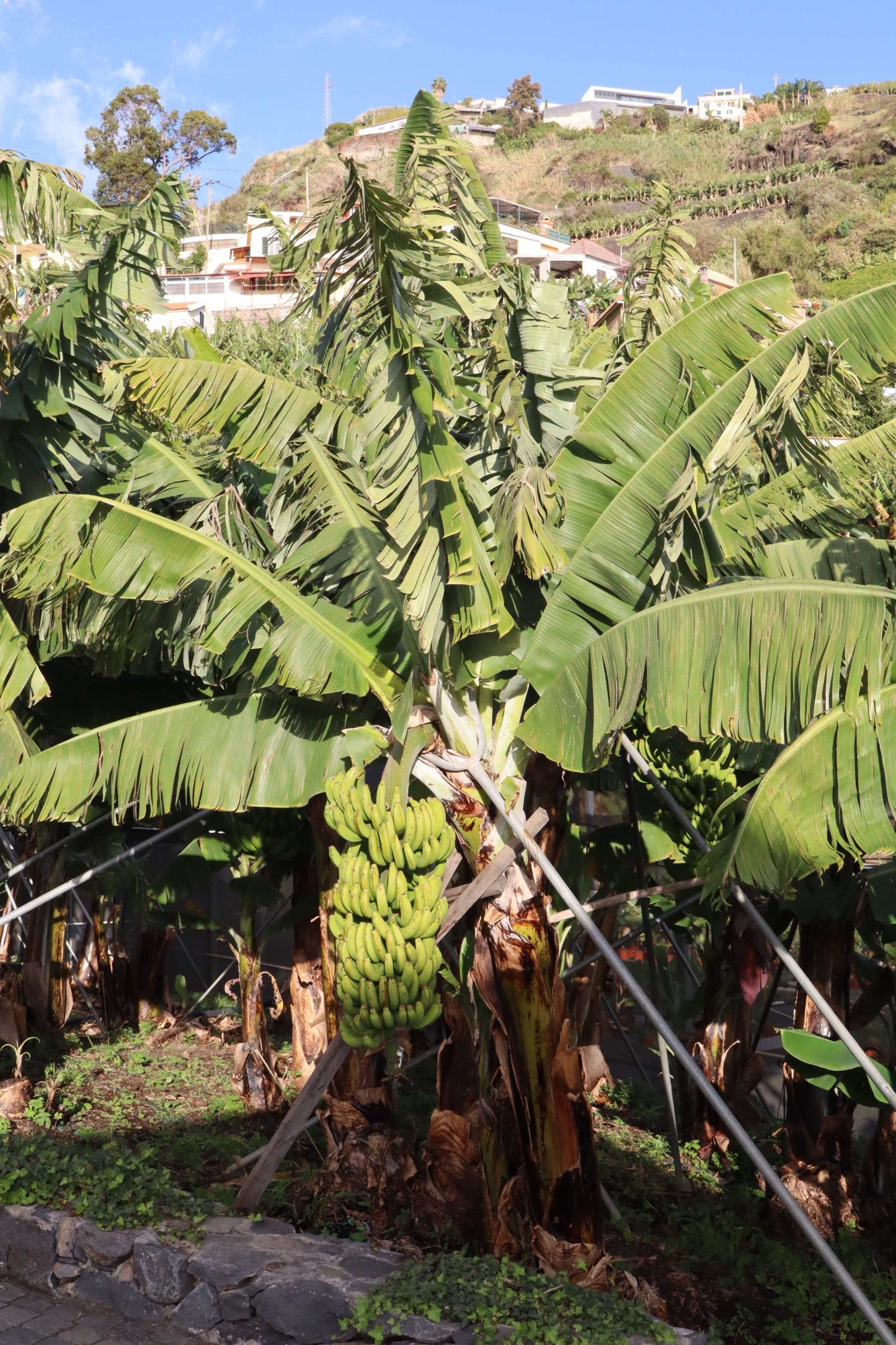 Bananenpflanze 'Musa Dwarf Cavendish' essbar