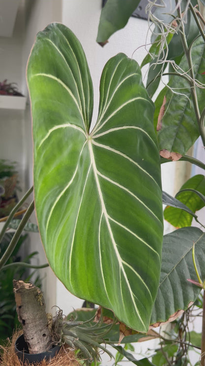 Philodendron gloriosum 
