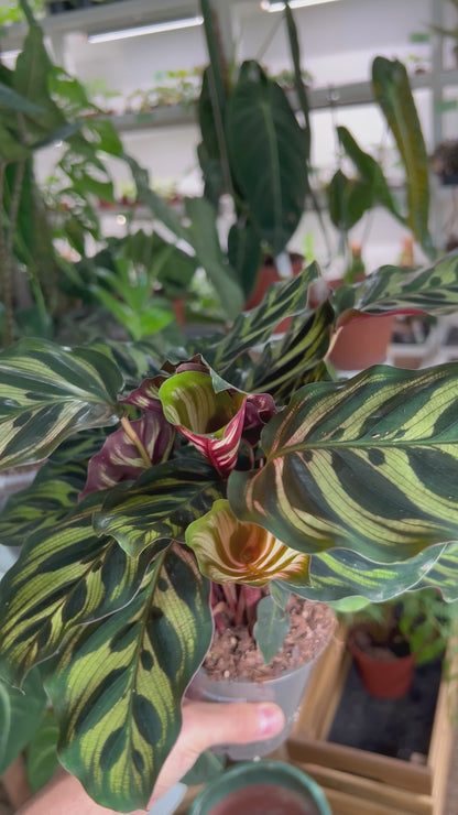 Calathea makoyana 'Pfauenblatt'