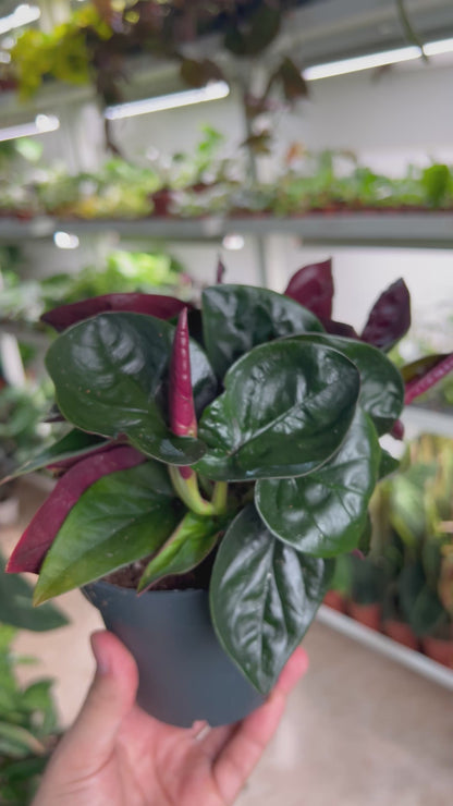 Syngonium erythrophyllum