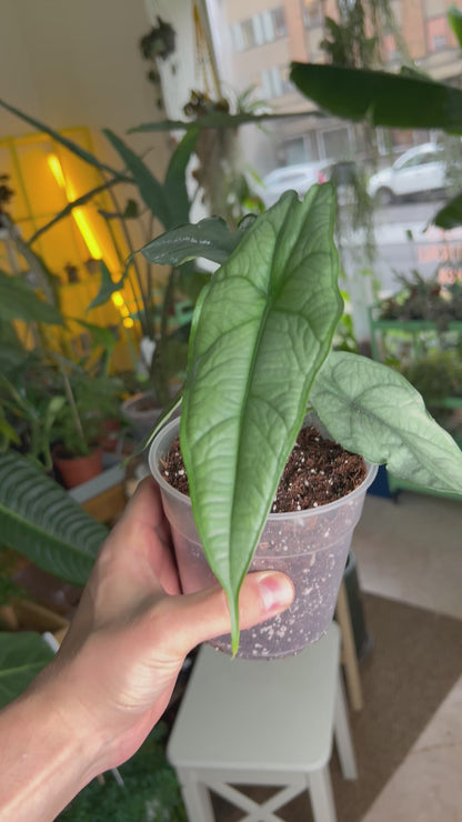 Alocasia Heterophylla 'Dragons breath' 