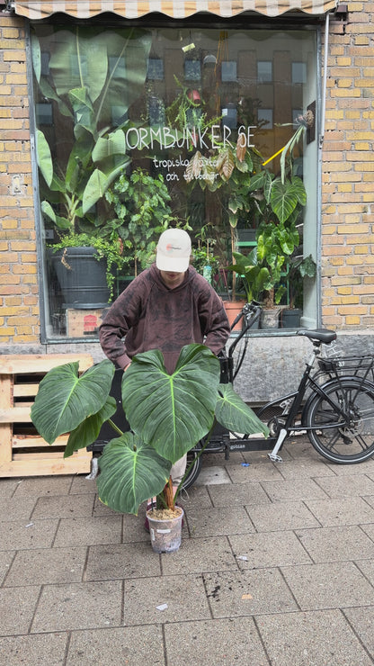 Philodendron rubrijuvenile 'El Choco Red'