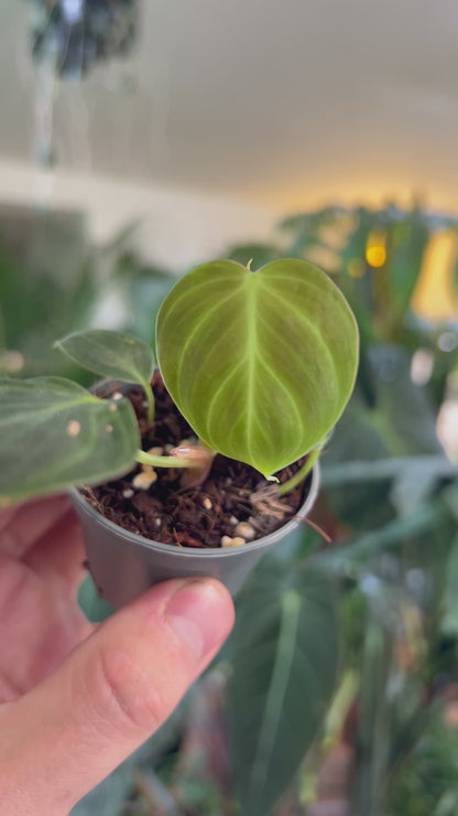 Philodendron rubrijuvenile 'El Choco Red'