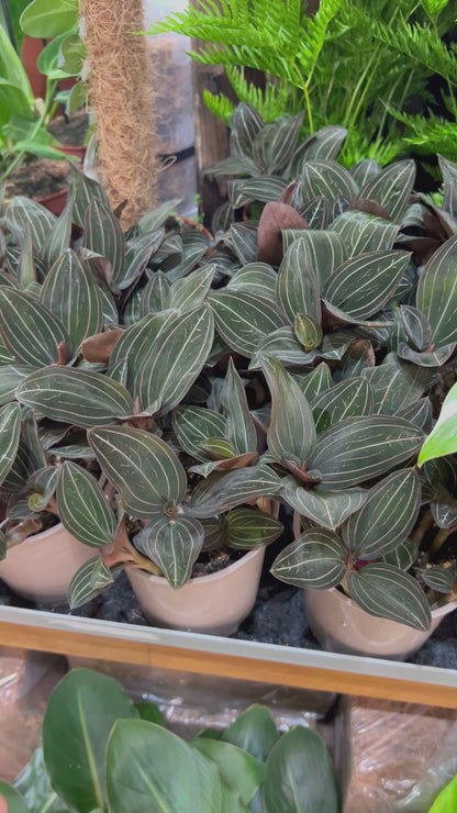 Ludisia discolor 'Juvelorkidé'