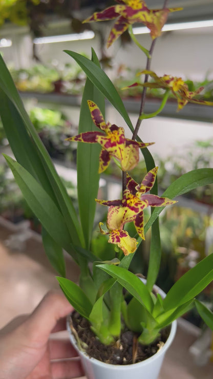 Oncidium Orchidee