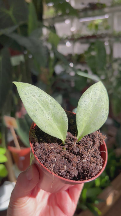 Hoya nicholsoniae 'New Guinea Ghost'