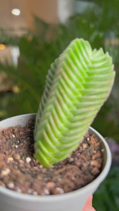 Crassula pyramidalis